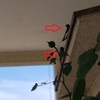 悩めるツバメさん　＊　広島の誇りと恥