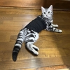 猫、術後の経過は良好