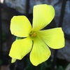 オオキバナカタバミの花