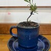 コーヒーカップ