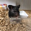 くろごまあん545日目