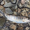 再挑戦‼️お返しのアマゴを釣る