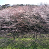 桜の開花状況