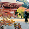 2021年龍福寺の紅葉@旭市