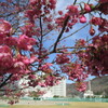 土肥の梅と桜