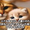 川に捨てられる子猫の悲劇