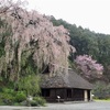 枝垂れ桜