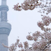 隅田公園の桜