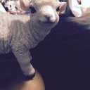 群馬の子羊系クライマーのレースレポート