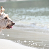 海に行くのにベストシーズン到来！犬たちを連れてお出かけしてきました。