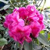 春の庭花：西洋シャクナゲにルピナスetc