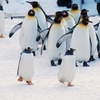 【映像あり】ペンギンの病気対策で始まったイベント。水族館でプロジェクションマッピング。