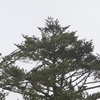 ちょっとだけ我が家の近所で鳥探し。