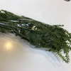 野菜の直売所でしその実を買ってきました！　宙エピソードも！