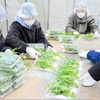 セリ、ナズナ、ゴギョウ…「春の七草」出荷大忙し