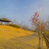 乙戸沼公園の寒緋桜（土浦市）～つくば市とその周辺の風景写真案内（３５１）