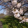 加治川堤と加治川治水記念公園の桜2019