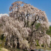 枝垂れ桜