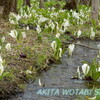 刺巻湿原の水芭蕉群生地　（秋田県仙北市）