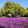 【あしかがフラワーパーク】　一面のアメジストセージと日中でも楽しめる「光の花の庭」