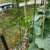Opuntia monacantha 単刺団扇　植え替え＋肥料の効果抜群