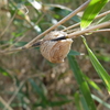 誰の仕業？〜オオカマキリの卵鞘