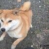 🎶あの愛はきえても〜まだゆめはきえない〜