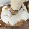 愛猫とおうち水族館ごっこしました♪