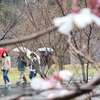 「催花雨」と迷う桜（２０２４年３月２４日『産経新聞』－「産経抄」）