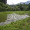 田んぼの草刈り