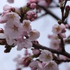 ”高山市内の桜”来週が見頃！！