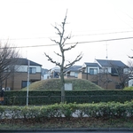 京都・御土居めぐり