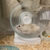 ふゆのちまき　ちまきのふゆ