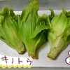 フキノトウでペペロンチーノを作ってみた【熟女の野菜生活】