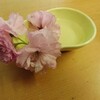 強風に耐えられずに落ちてきた八重桜の花、お持ち帰りしました。