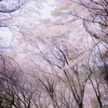 〈写真ログ〉谷戸城の桜3