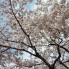 桜が見頃