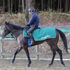 ジーナアイリス 次走は東京か