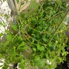 水耕栽培のミニトマトを1つ収穫｜しおれ気味の株に液肥と誘引をしました