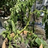 【ガーデニング】【家庭菜園】ようやくミニトマトを植え替えました