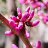 中国河南省開封市２０２４年春の植物の変化の様子（ハナズオウ・桜・桃・ハナカイドウ　他）
