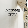 シニアの敵　コツソ