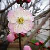 花梅咲く★寄せ植え変更★スワンボート