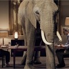 elephant in the room