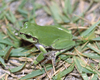 みんなの人気者「アマガエル（雨蛙）
