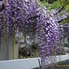 藤も咲き始めた