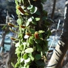 Lemmaphyllum microphyllum　マメヅタ