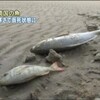 沖縄も冷え込んだで