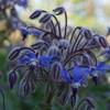 花開く
