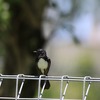 Willie Wagtail　ヨコフリオウギビタキ